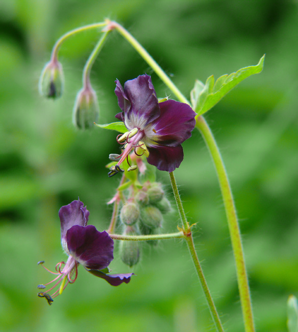 Geranium phaeum / Geranio stellato